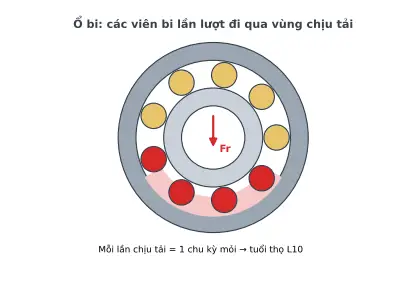 Ảnh động CT15.1